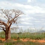 BoaboaTree On My Way To Mombasa