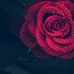 rose-3407234_1280