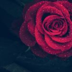 rose-3407234_640