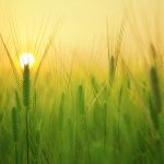 barley-field-1684052_640