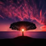 tree-736885_640