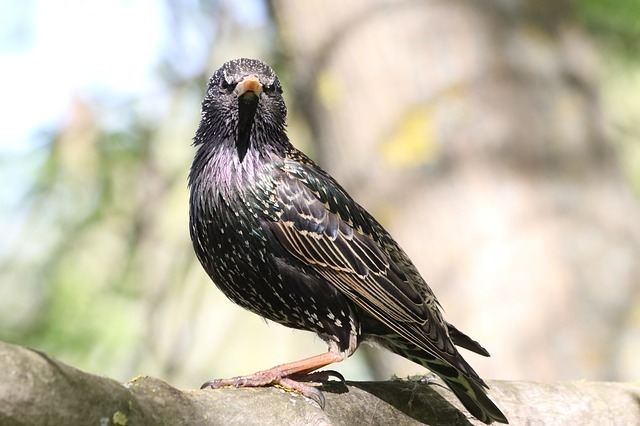 starling